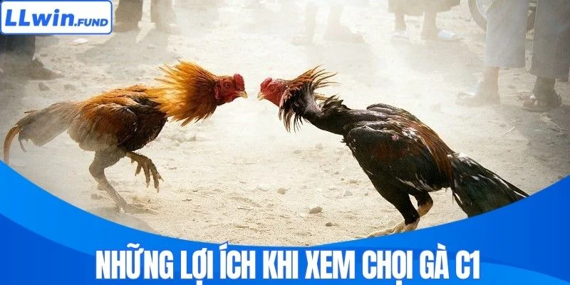 Những lợi ích khi xem chọi gà C1